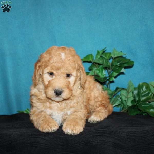 Spencer, Mini Goldendoodle Puppy